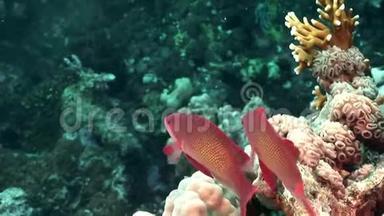 红海海底珊瑚中神奇鲈鱼学校的特写。